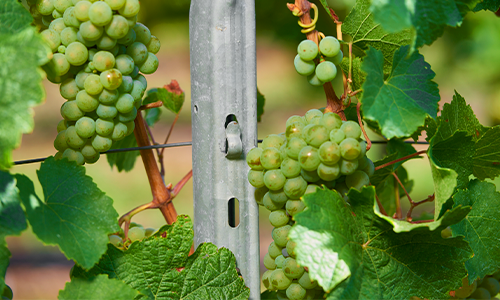 Viticulture