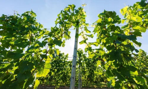 Agri Solutions