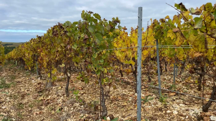 MEISER – Viele Stärken. Ein Versprechen. – Palissage pour vignobles à Chablis, France