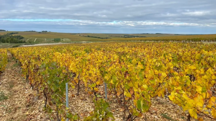 MEISER – Viele Stärken. Ein Versprechen. – Palissage pour vignobles à Chablis, France